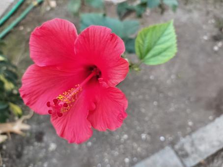 ハイビスカスの花 ハイビスカスの花,葉,植物の写真素材