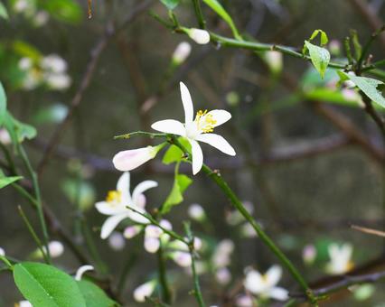 Photo, lemon, citrus, flower, 
