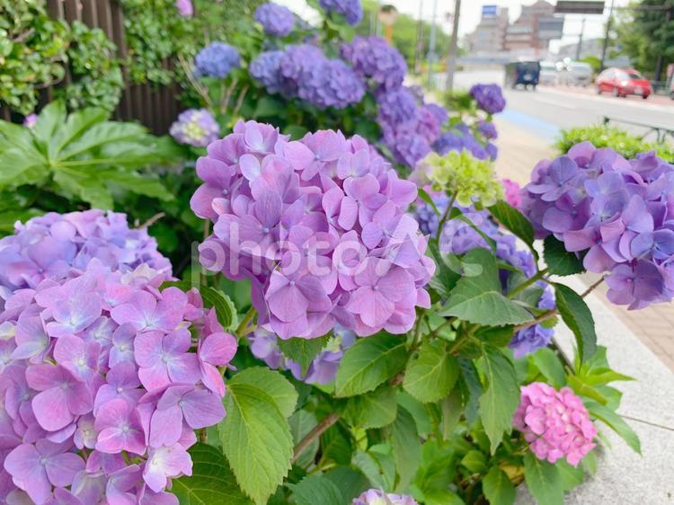 満開に咲く5月のアジサイ あじさい,アジサイ,紫陽花の写真素材