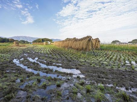 実りの季節を終えて、秋空の下でひと休み 稲刈り後,田んぼ,稲わらの写真素材