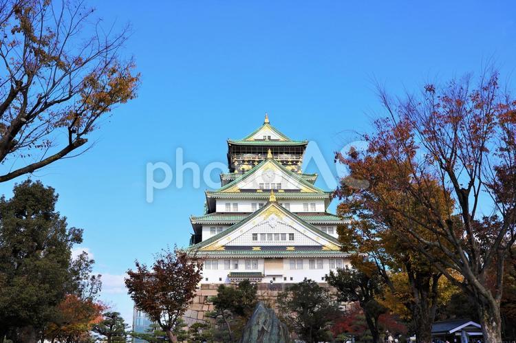 １１月下旬の大阪城と紅葉 背景,大阪城,城の写真素材
