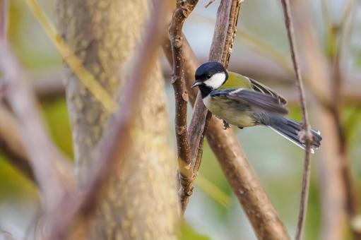 シジュウカラ(171)の写真