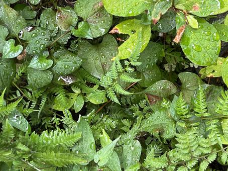 雨上がりの緑 雨上がりの緑 自然,緑,雨の写真素材