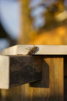 日差しの中の甲虫 昆虫,虫,甲虫の写真素材