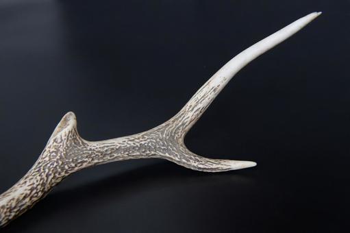 装飾品になるニホンジカの枝角 黒背景 装飾品になるニホンジカの枝角 黒背景の写真