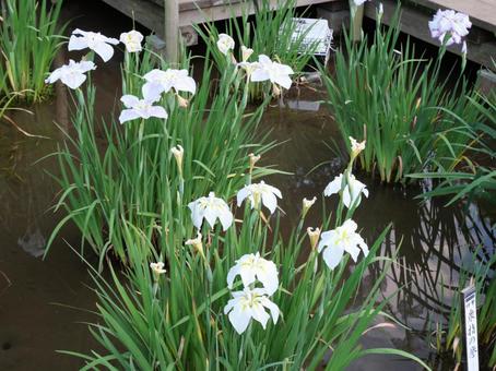 菖蒲の花 白 菖蒲の花 白の写真