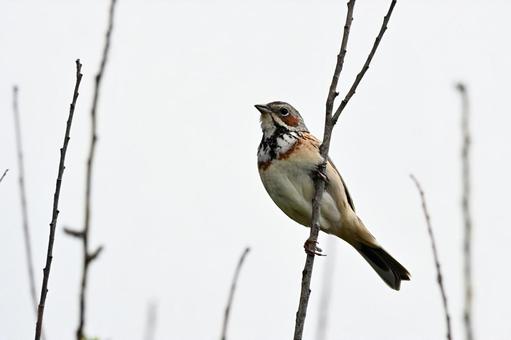 ホオアカの写真