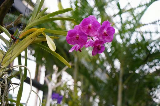 Photo, jardim botânico, pena, naturalmente, 