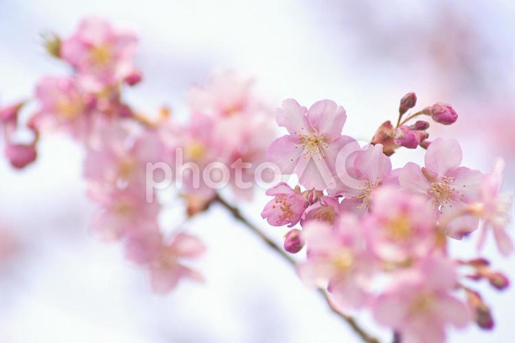 早咲き桜-380 桜,早咲き桜,カワヅザクラの写真素材