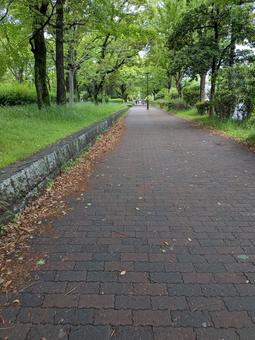歩道 歩道の写真