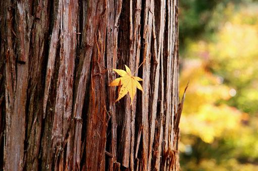 秋のひととき 秋のひととき 紅葉,秋,黄葉の写真素材