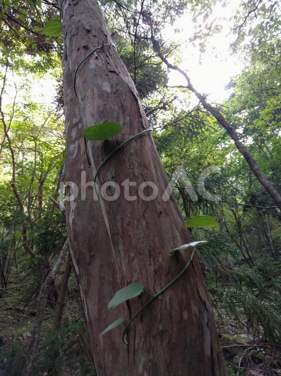 緑のツタが螺旋状に巻き付いた木 ツタ,木,森の写真素材