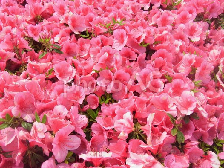 満開のツツジ ツツジ,植物,花の写真素材