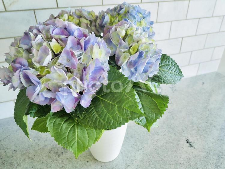 花のある暮らし　あじさい あじさい,花,紫の写真素材