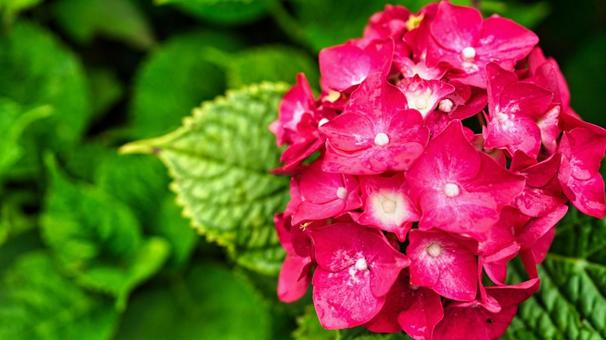 赤い花びらが綺麗な紫陽花 赤い花びらが綺麗な紫陽花の写真