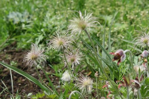 Photo, okinagusa, mountain grass, whole flower, 