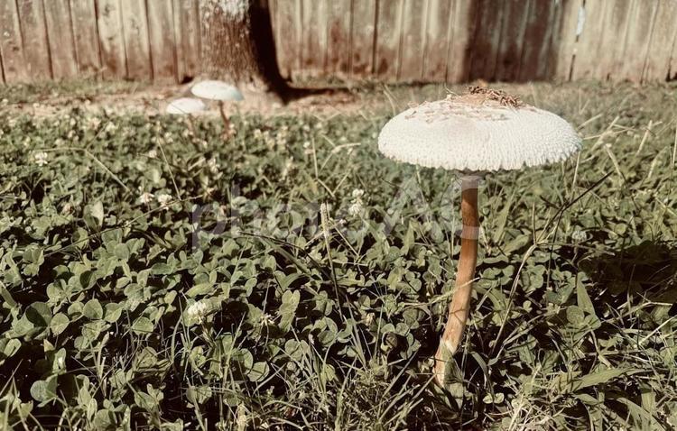 オオシロカラカサタケ（毒きのこ） キノコ,菌類,毒の写真素材