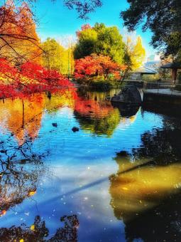 紅葉の映える公園の青い水面と鴨 紅葉の映える公園の青い水面と鴨の写真