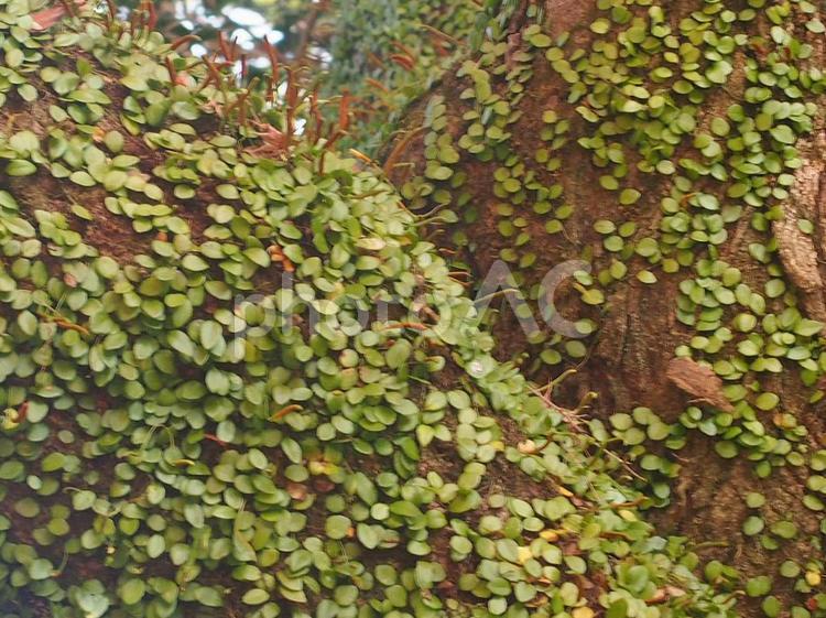 大木にのびる小さな葉 大木,葉っぱ,植物の写真素材