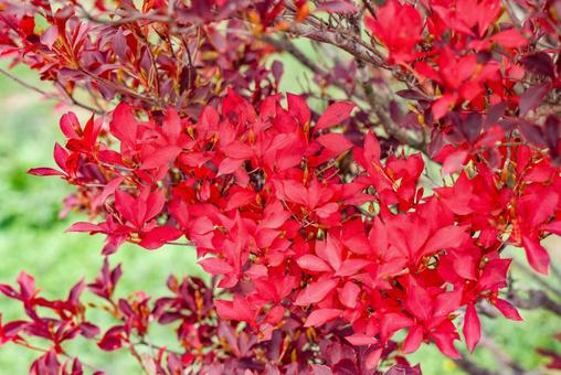 紅葉したドウダンツツジ　クローズアップ 紅葉,葉,色づきの写真素材