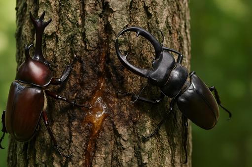 樹皮にとまるカブトムシ 樹皮にとまるカブトムシの写真
