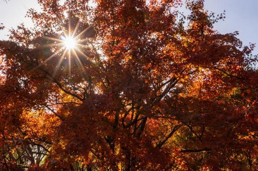 紅葉イメージ写真 紅葉イメージ写真の写真