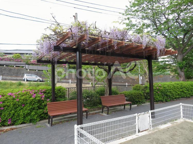 藤棚の下で休憩できる街中の公園 藤,藤棚,屋根の写真素材