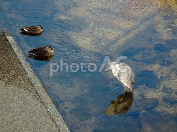 冬のカモとアオサギ カモ,アオサギ,サギの写真素材