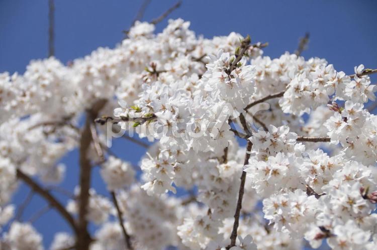 しだれ桜 しだれ桜,桜,満開の写真素材