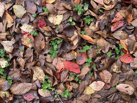 落ち葉 落ち葉,落葉,秋の写真素材