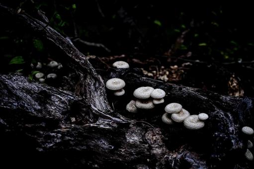 <Material> Kagawatake mushroom growing on a cherry tree stump, JPG