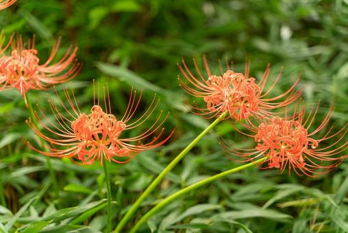 曼珠沙華、ヒガンバナ 曼珠沙華、ヒガンバナの写真