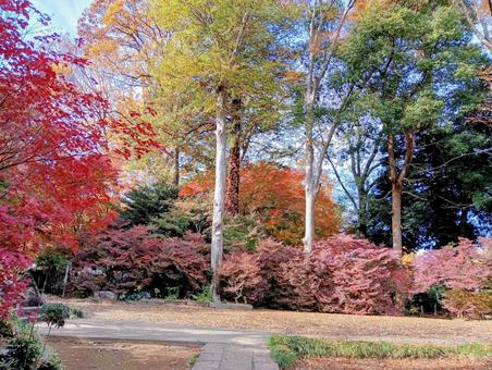 観音寺境内の秋　千葉県柏市 紅葉,錦,観音寺の写真素材