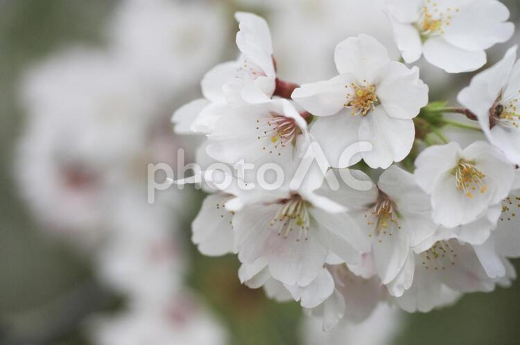 桜　ソメイヨシノ 桜,さくら,サクラの写真素材