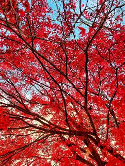 鮮やかな紅葉 鮮やかな紅葉の写真