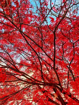 Photo, vivid, autumn leaves, red, 