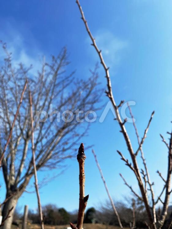 青空と膨らむ蕾　縦 青空,空,晴天の写真素材
