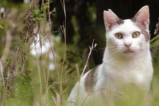 草むらの中のシロキジ猫 ネコ,保護猫,ニャンコの写真素材