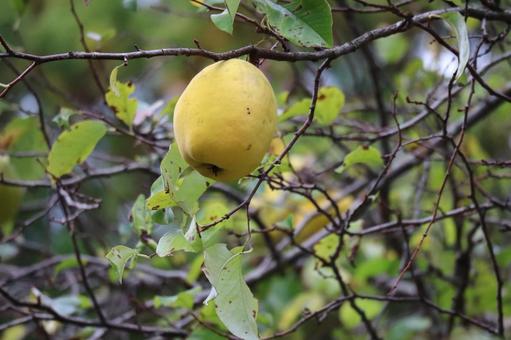 枝先の黄色い実のかりんの木の枝のアップ 枝先,黄色い,実の写真素材