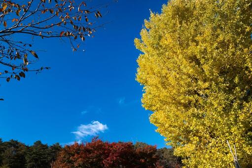 突き抜ける青空と黄金色のイチョウの大木 イチョウ,銀杏,公孫樹の写真素材