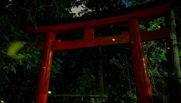 蛍と鳥居の写真
