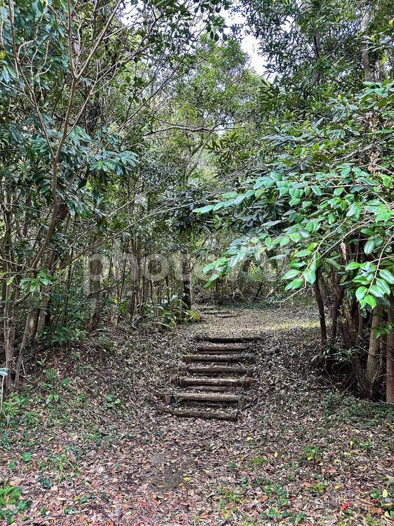 植物　宇久井ビジターセンター　自然観察 公共施設,環境省,吉野熊野国立公園の写真素材