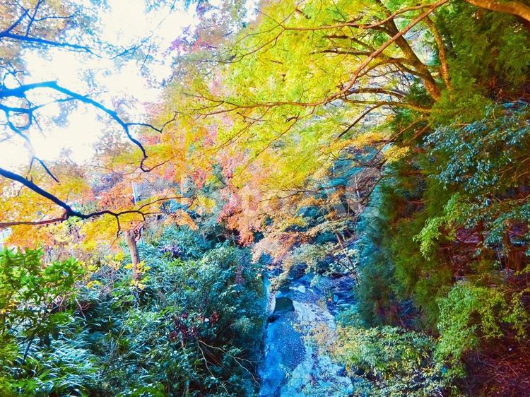 紅葉の木々と川 空,紅葉,カラフルの写真素材