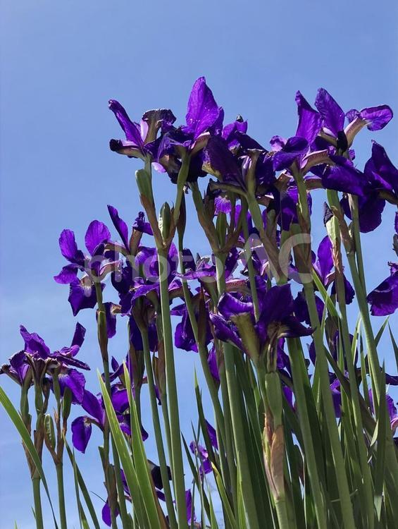 初夏の青空に映えるあやめの花 あやめ,アヤメ,花の写真素材