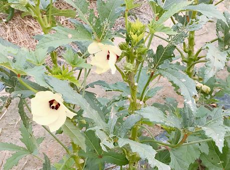 オクラの花 オクラの花 オクラの花,花,はなの写真素材