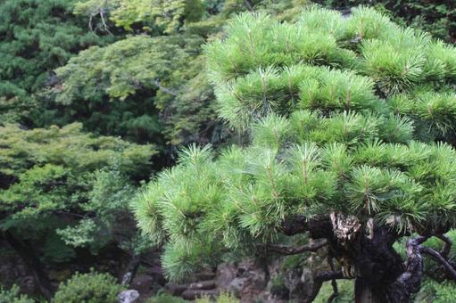 盆栽2 盆栽2 緑,木,樹木の写真素材