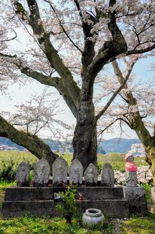 島根雲南・斐伊川堤防桜並木の石仏群 島根雲南・斐伊川堤防桜並木の石仏群 石仏,地蔵,木次の写真素材