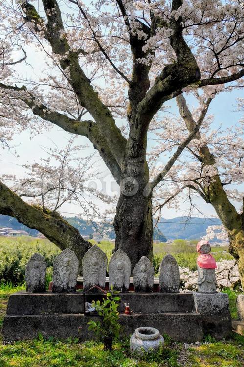 島根雲南・斐伊川堤防桜並木の石仏群 石仏,地蔵,木次の写真素材