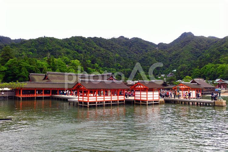 宮島　厳島神社の満潮時 厳島神社,大鳥居,鳥居の写真素材
