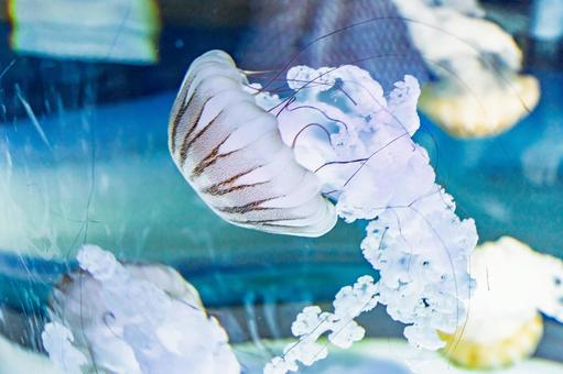 クラゲのクローズアップ クラゲのクローズアップ クラゲ,パープルストライプドジェリーフ,水槽の写真素材
